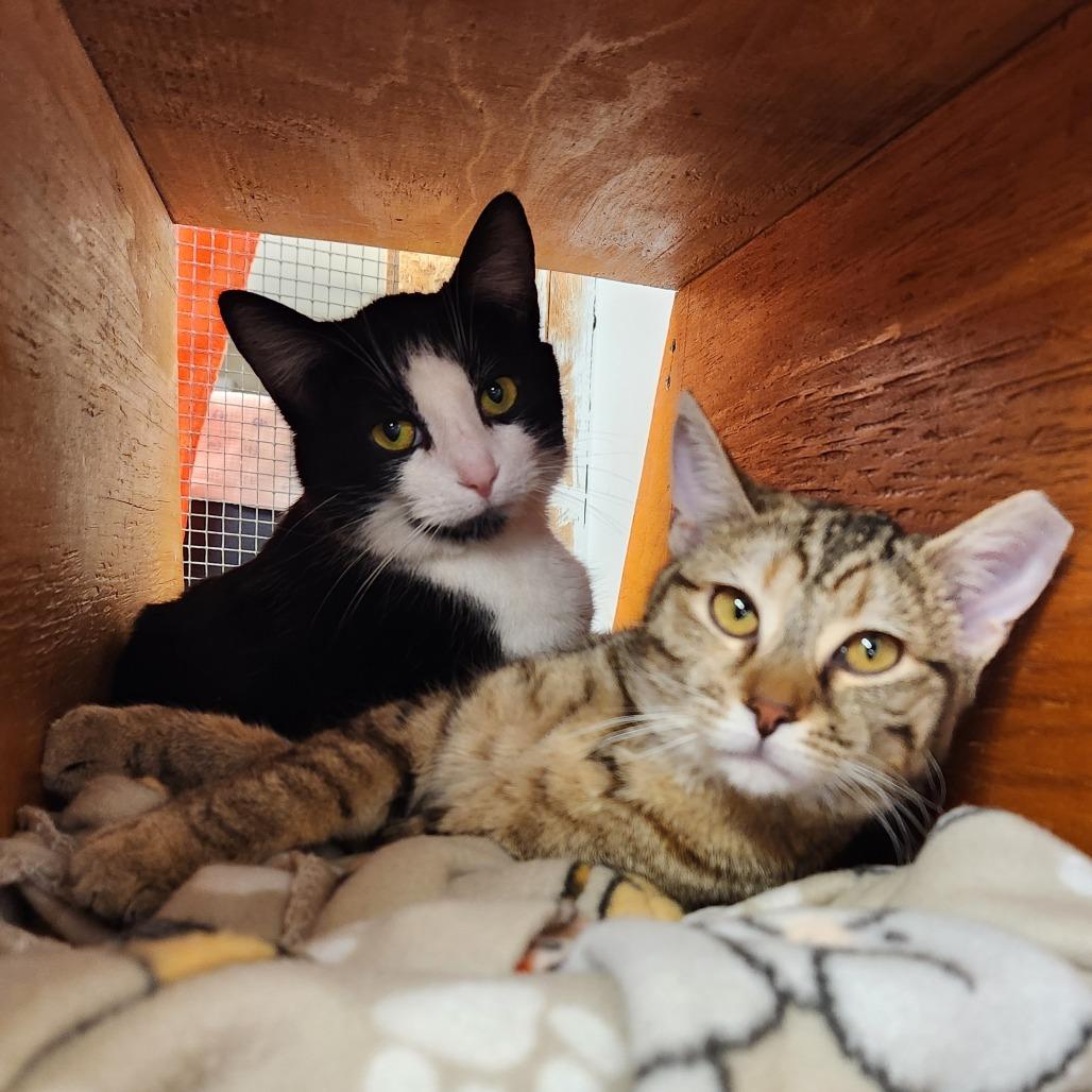 Enlarge Moo, a Adoptable Domestic Short Hair in Delaware, OH image 3/6