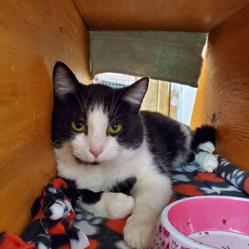 Enlarge Moo, a Adoptable Domestic Short Hair in Delaware, OH image 4/6