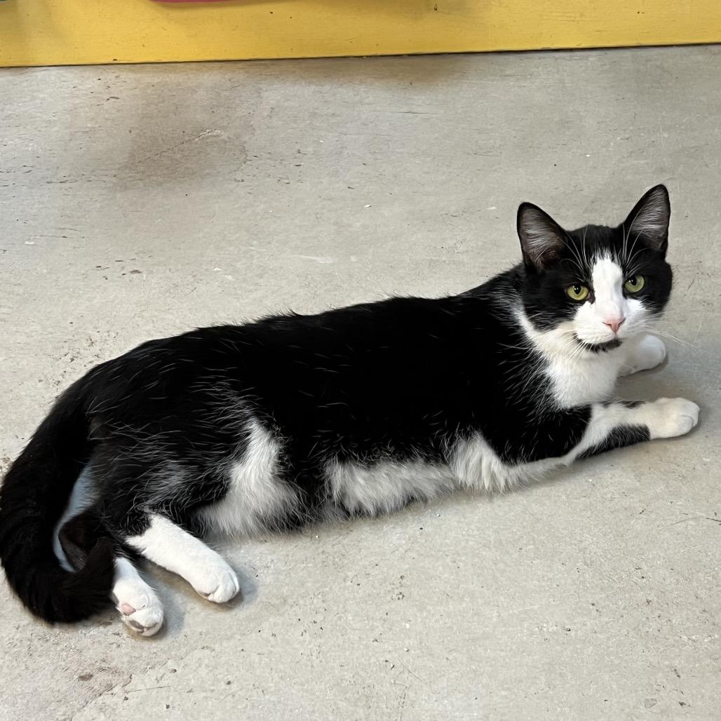 Enlarge Moo, a Adoptable Domestic Short Hair in Delaware, OH image 5/6