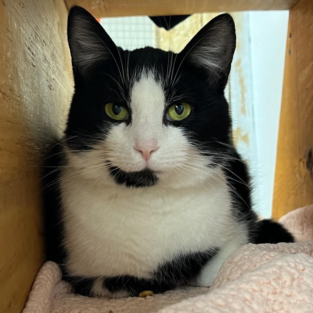 Enlarge Moo, a Adoptable Domestic Short Hair in Delaware, OH image 6/6