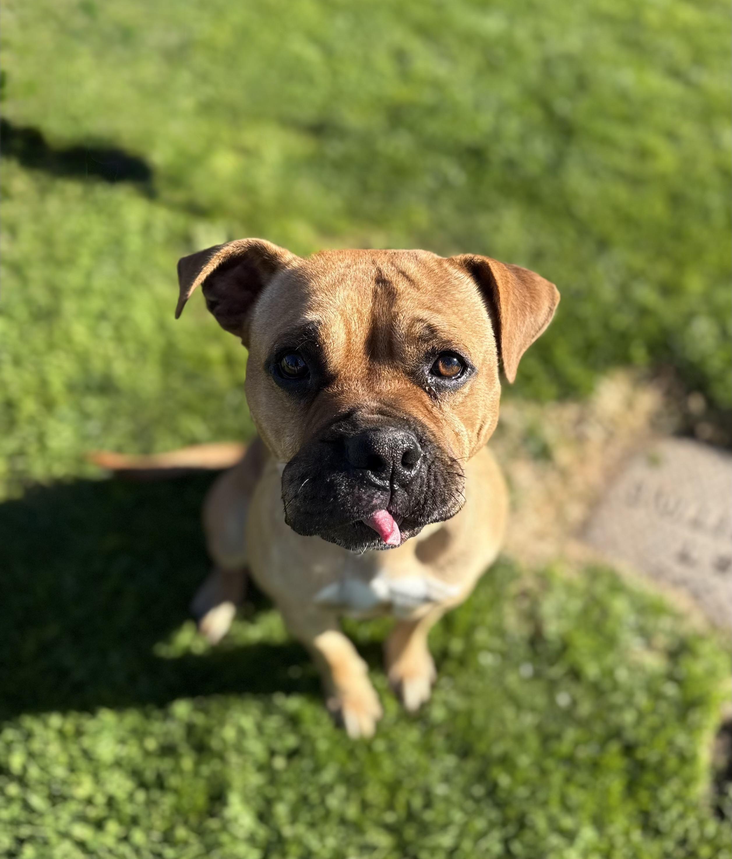 Enlarge LATTE, a ADOPTABLE mixed breed in Seattle , WA image 2/5