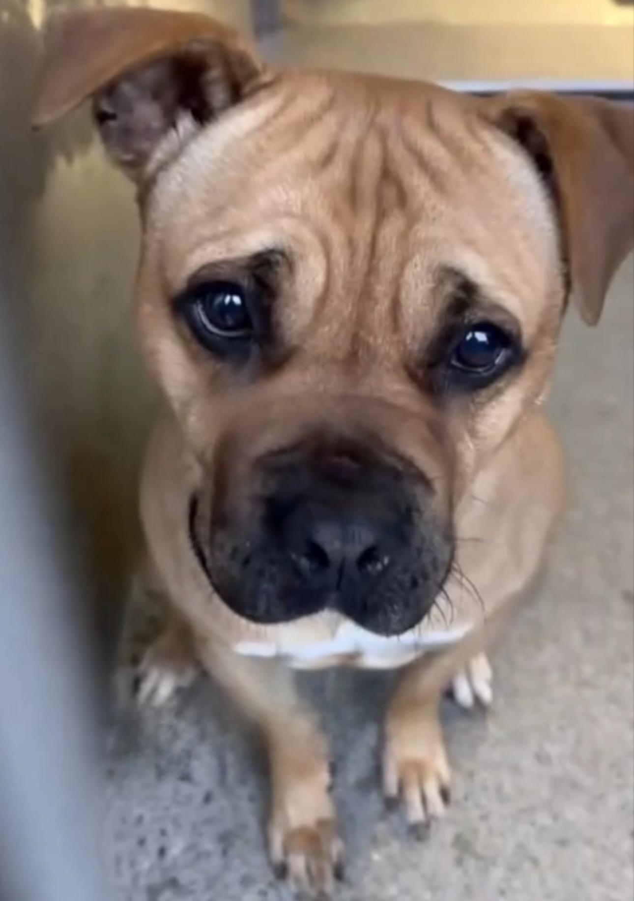Enlarge LATTE, a ADOPTABLE mixed breed in Seattle , WA image 4/5
