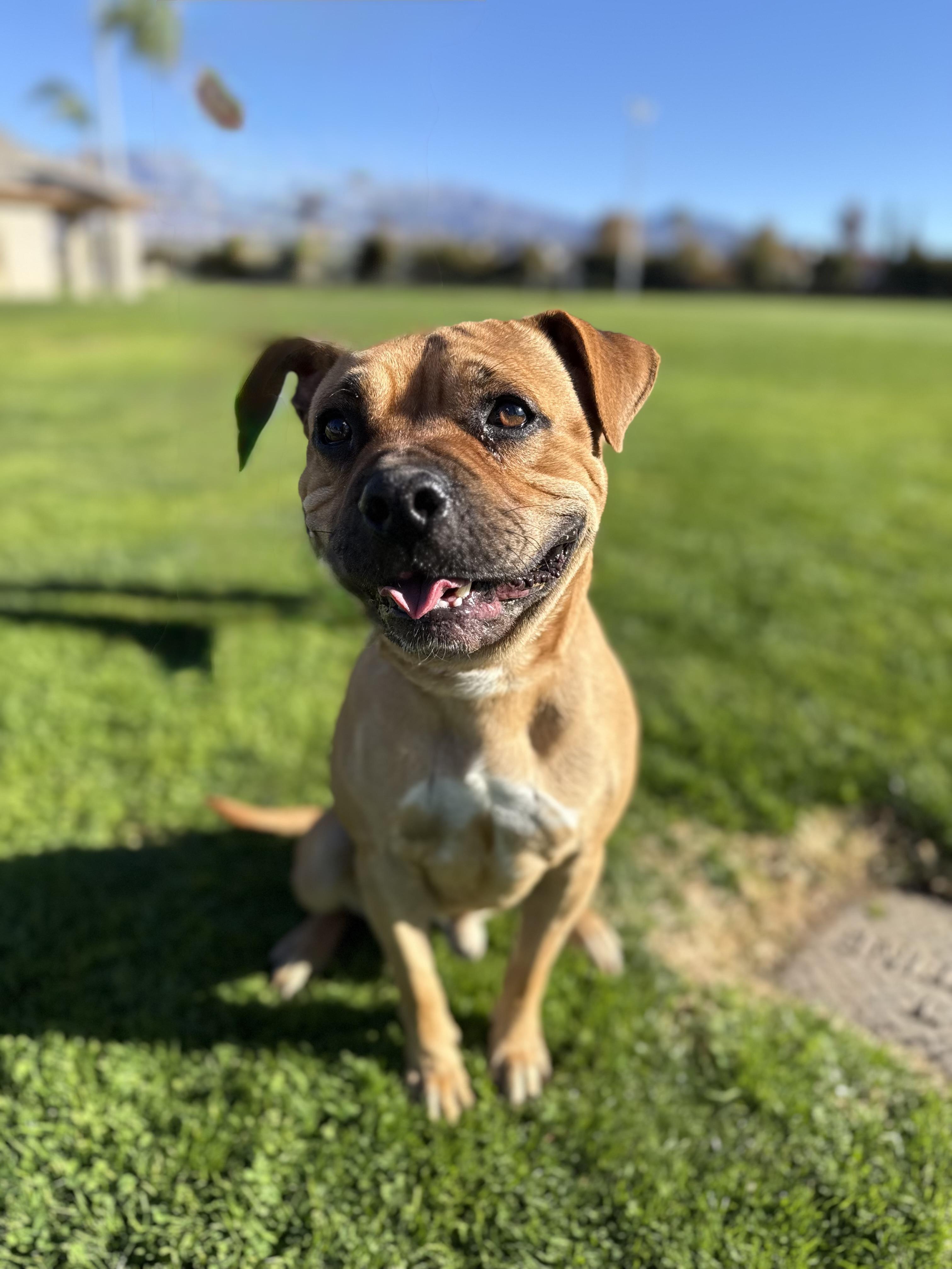 Enlarge LATTE, a ADOPTABLE mixed breed in Seattle , WA image 1/5