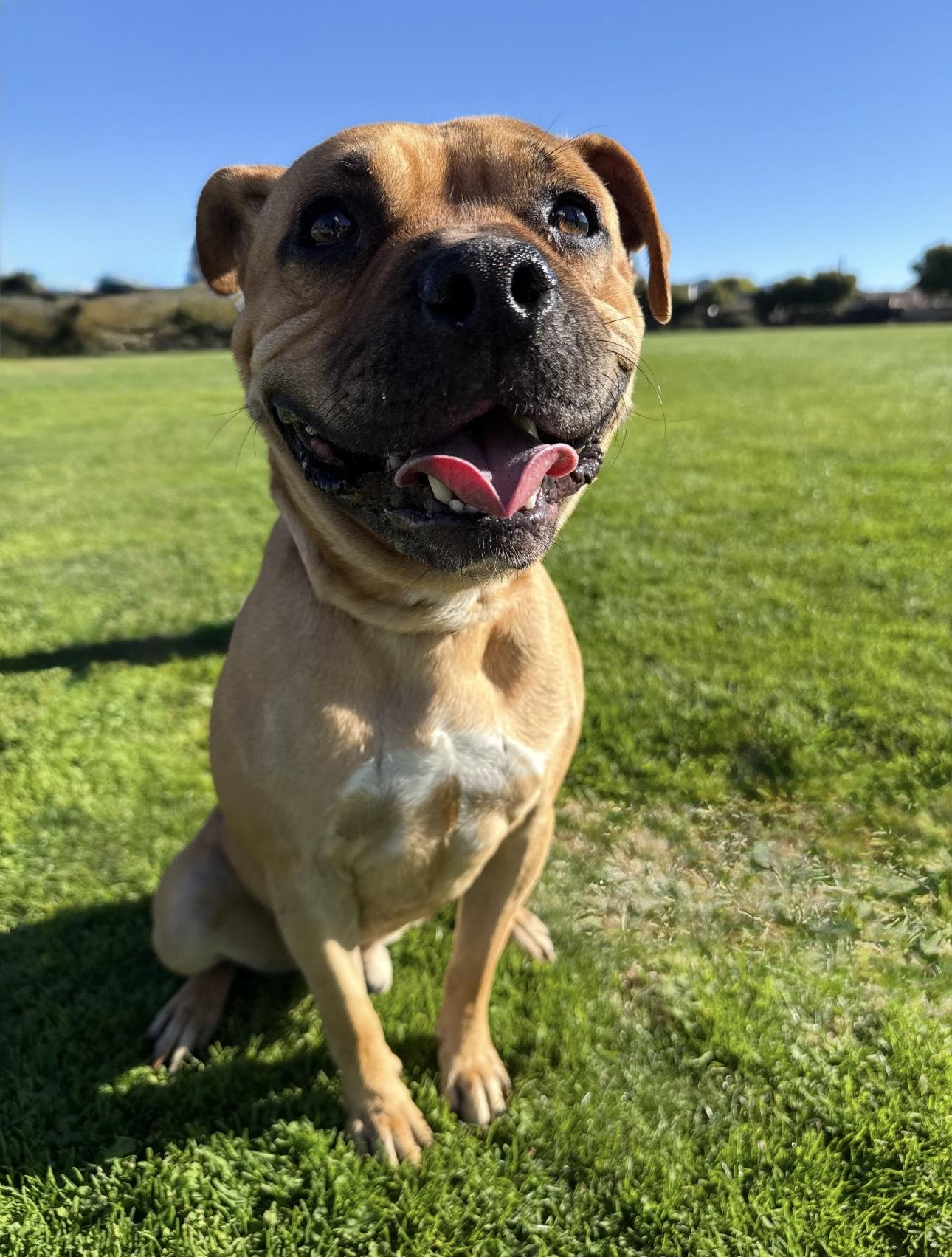 Enlarge LATTE, a ADOPTABLE mixed breed in Seattle , WA image 5/5