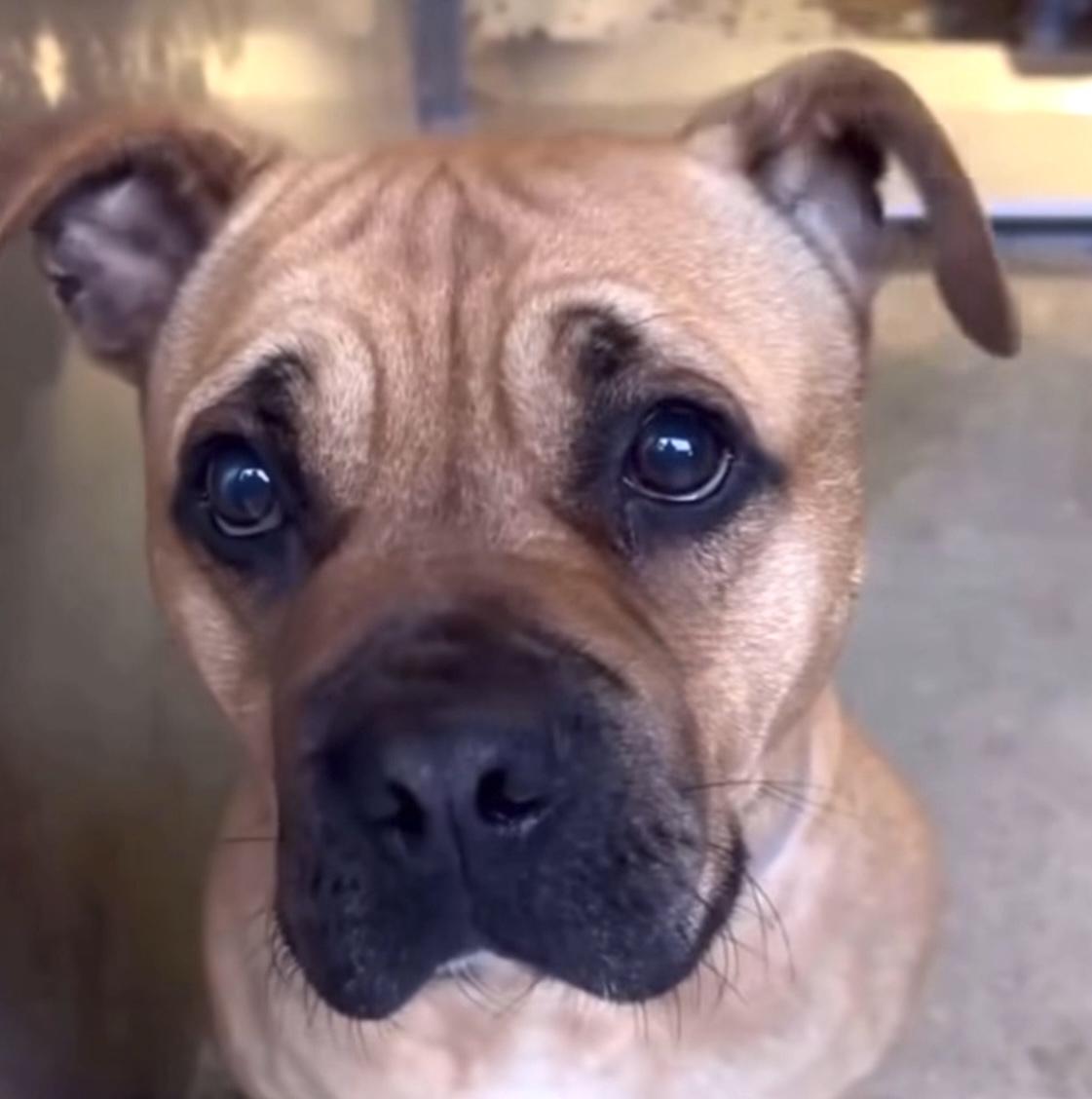 Enlarge LATTE, a ADOPTABLE mixed breed in Seattle , WA image 3/5