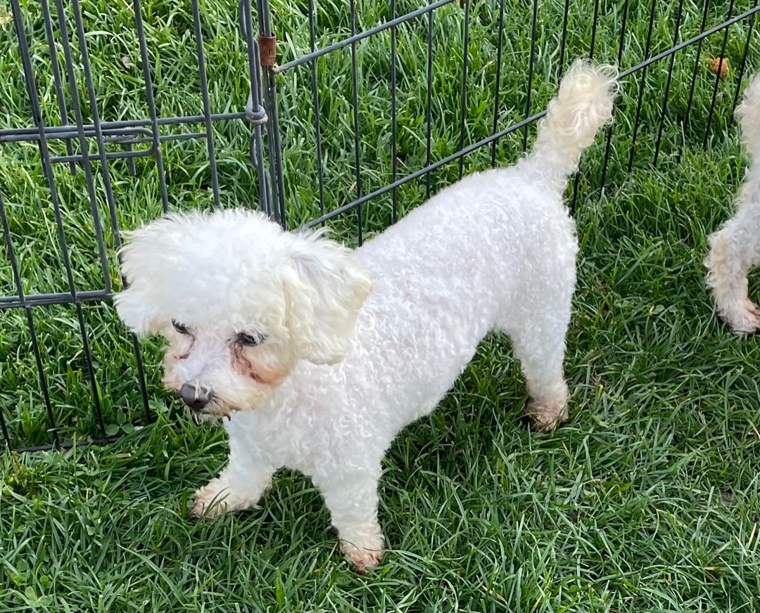 Nacho, Adopted, Adult Female Bichon Frise.