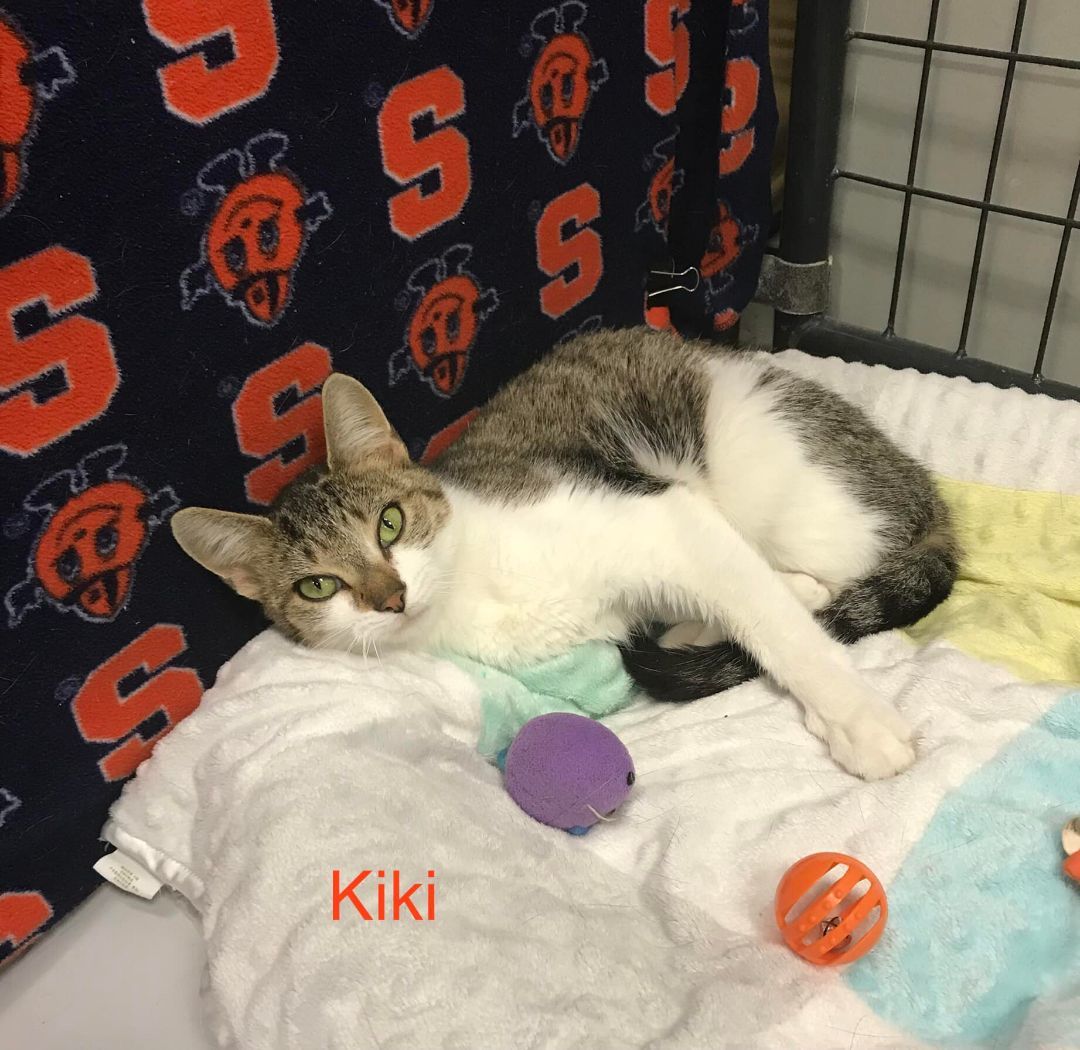 Enlarge Kiki, a Adoptable Domestic Short Hair in Gouverneur, NY image 1/1