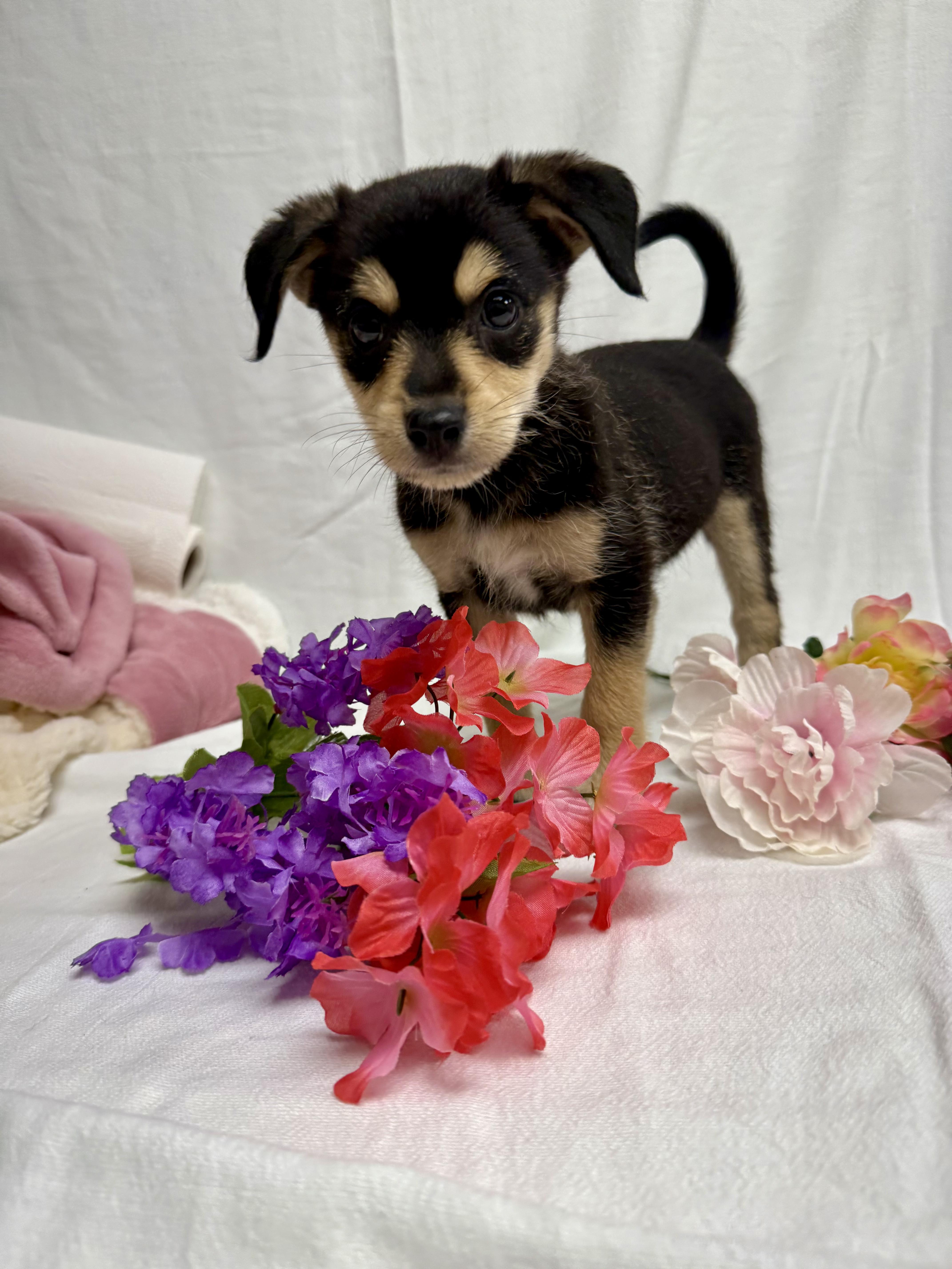 Geneva the tiny mixed breed puppy, Adoptable, Puppy Female Miniature Pinscher & Miniature Schnauzer.