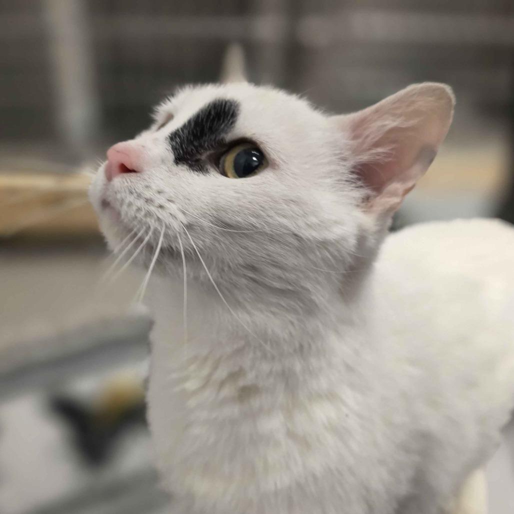 Cannoli, Adoptable, Adult Male Domestic Short Hair.