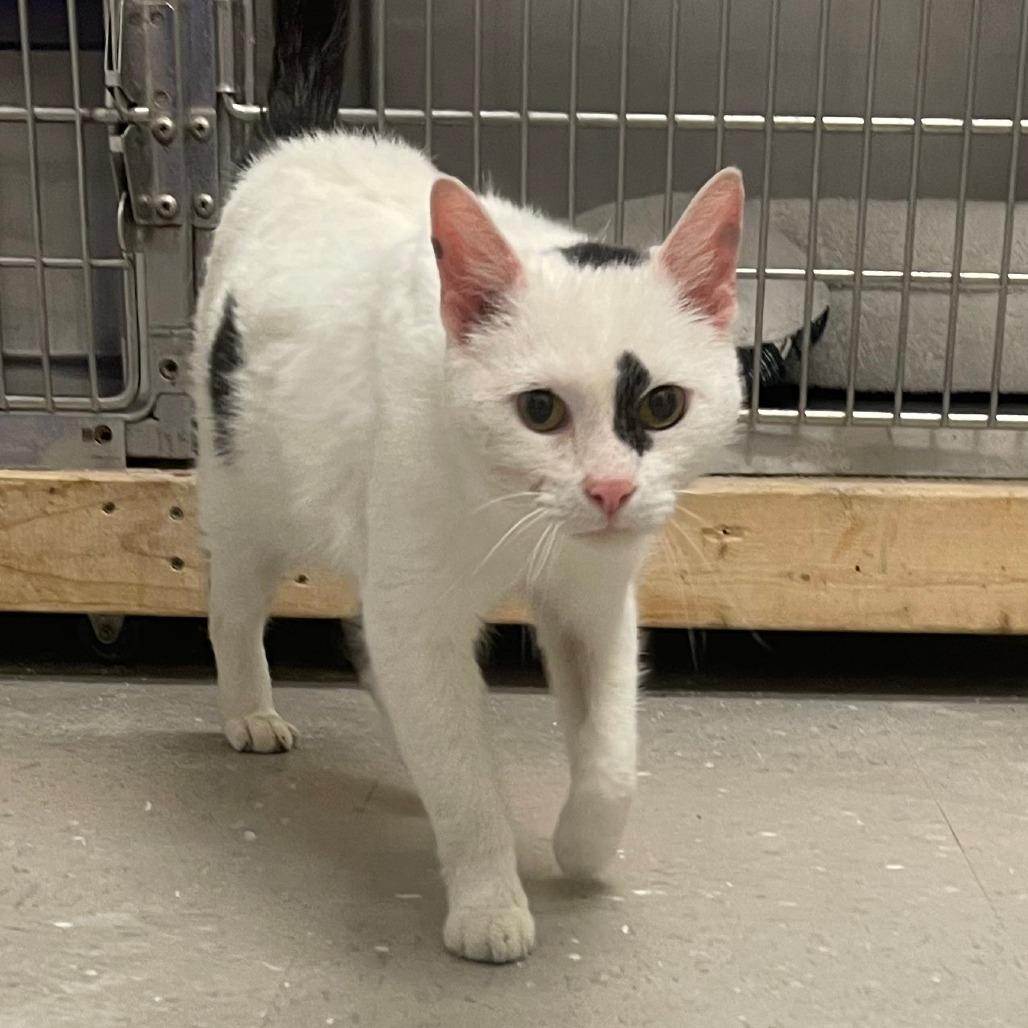 Enlarge Cannoli, a Adoptable Domestic Short Hair in Marysville, OH image 2/5