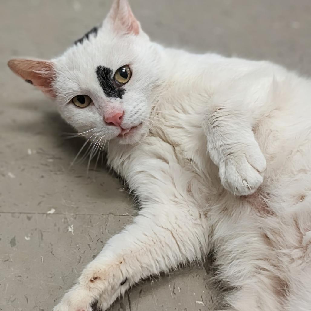 Enlarge Cannoli, a Adoptable Domestic Short Hair in Marysville, OH image 3/5