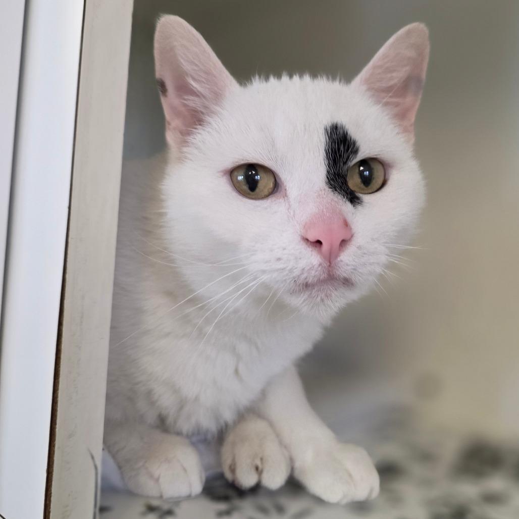Enlarge Cannoli, a Adoptable Domestic Short Hair in Marysville, OH image 5/6