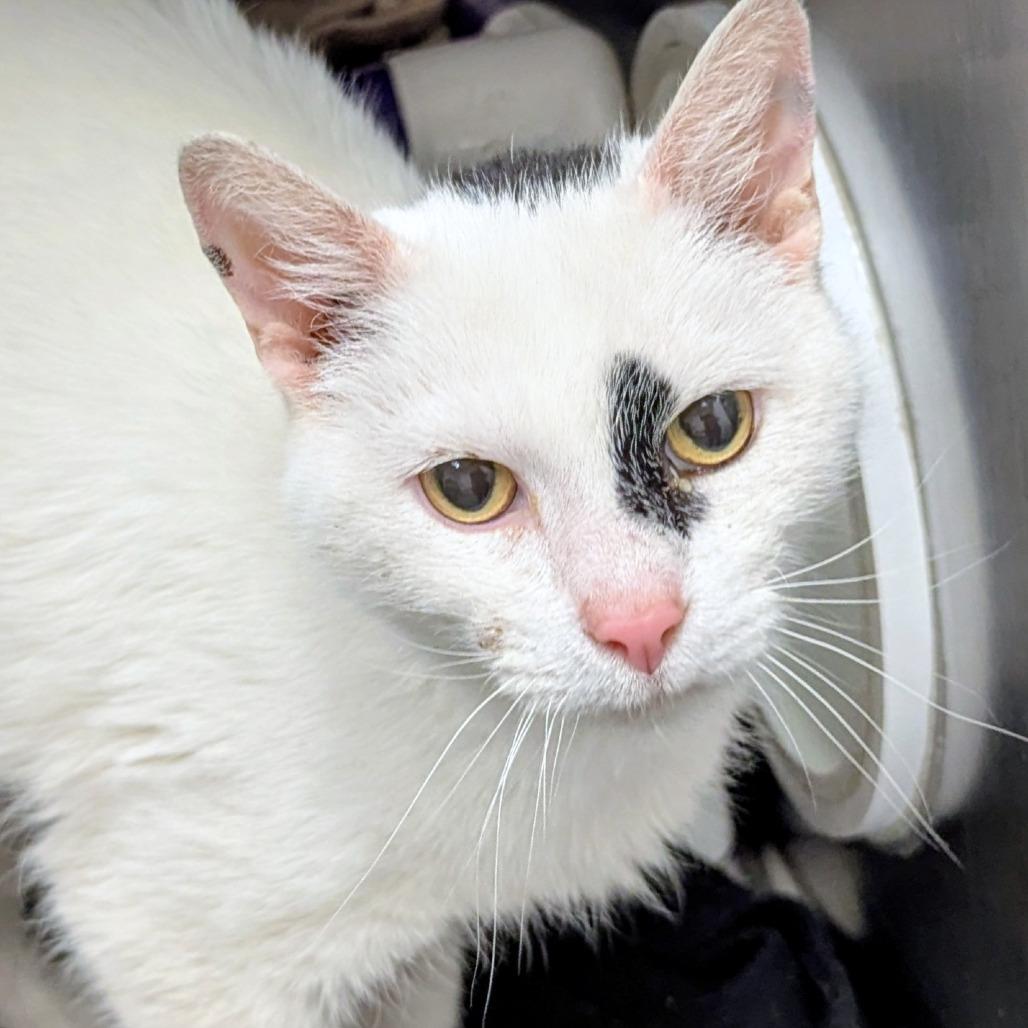 Enlarge Cannoli, a Adoptable Domestic Short Hair in Marysville, OH image 5/5