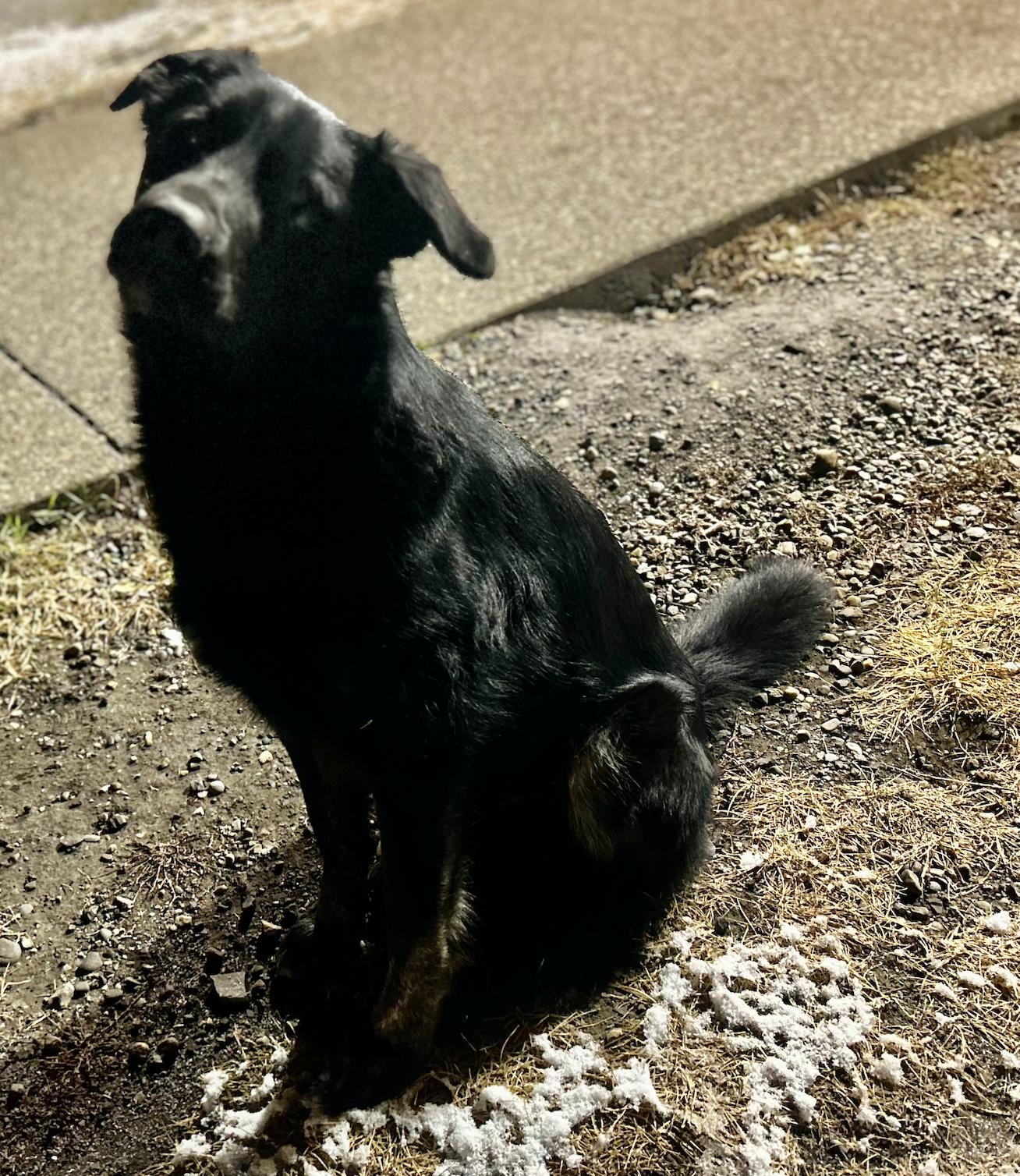 Austin, Adoptable, Adult Male Flat-Coated Retriever.