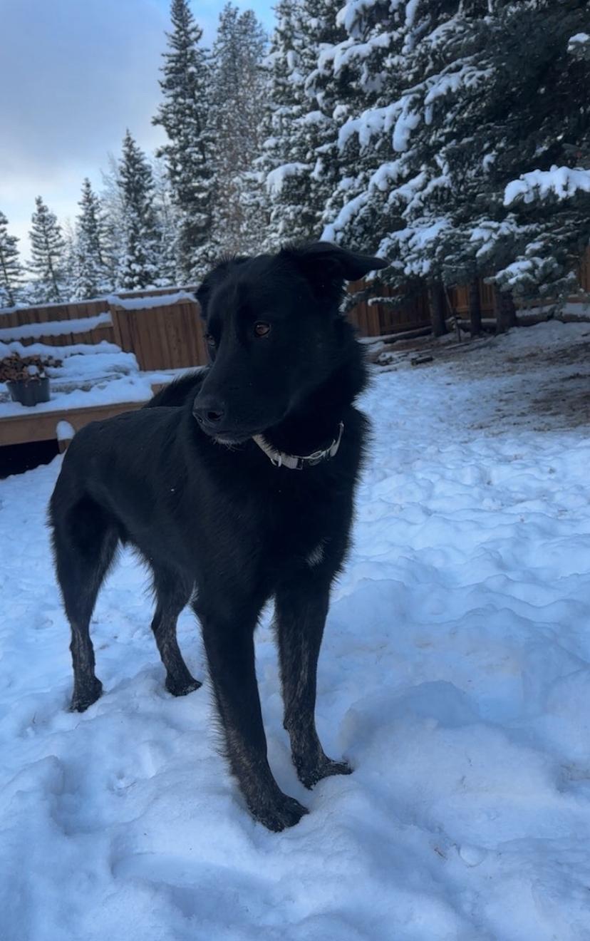 Austin, a Adoptable mixed breed in Calgary, AB image 5/6