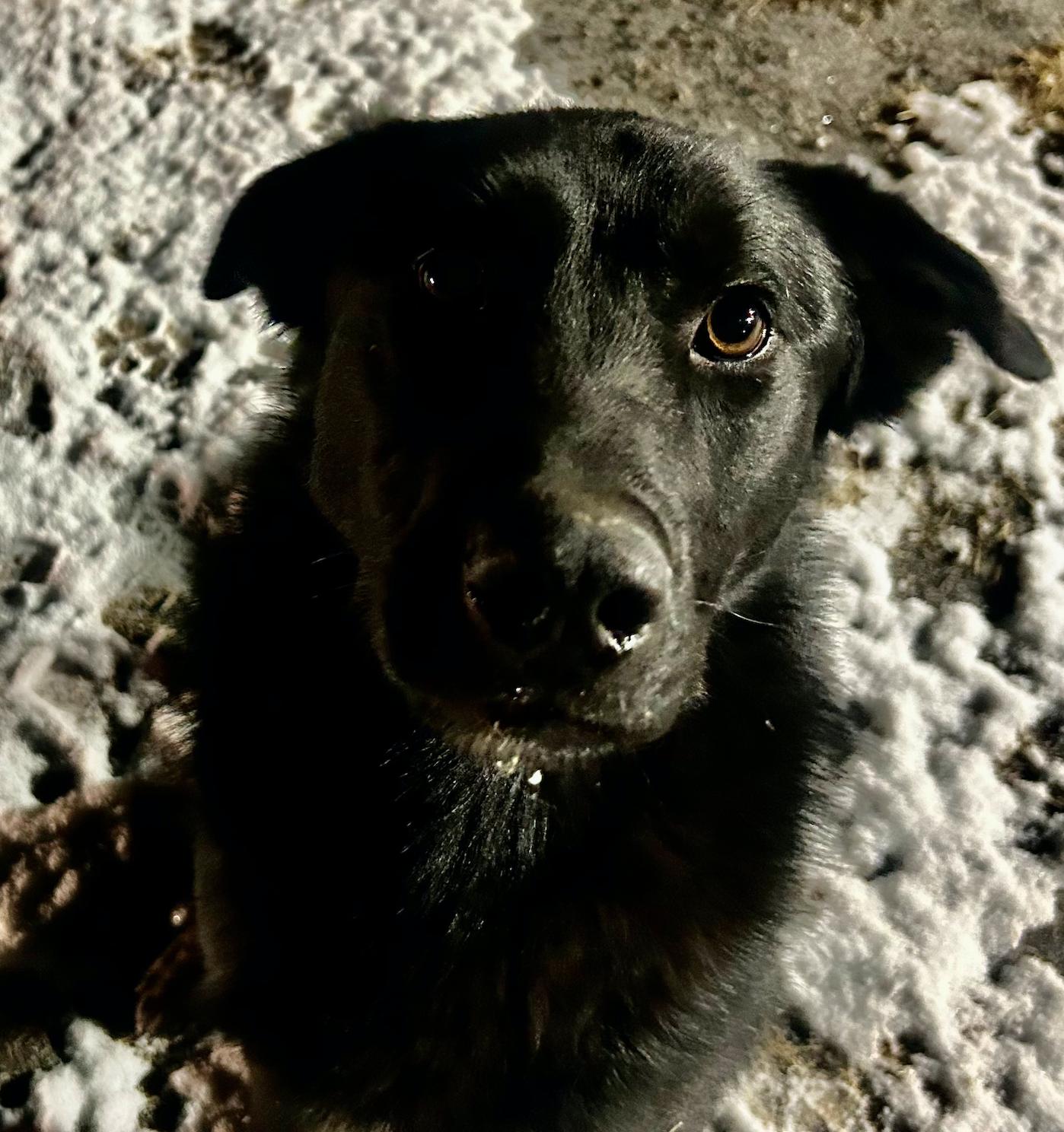 Austin, a Adoptable mixed breed in Calgary, AB image 3/6