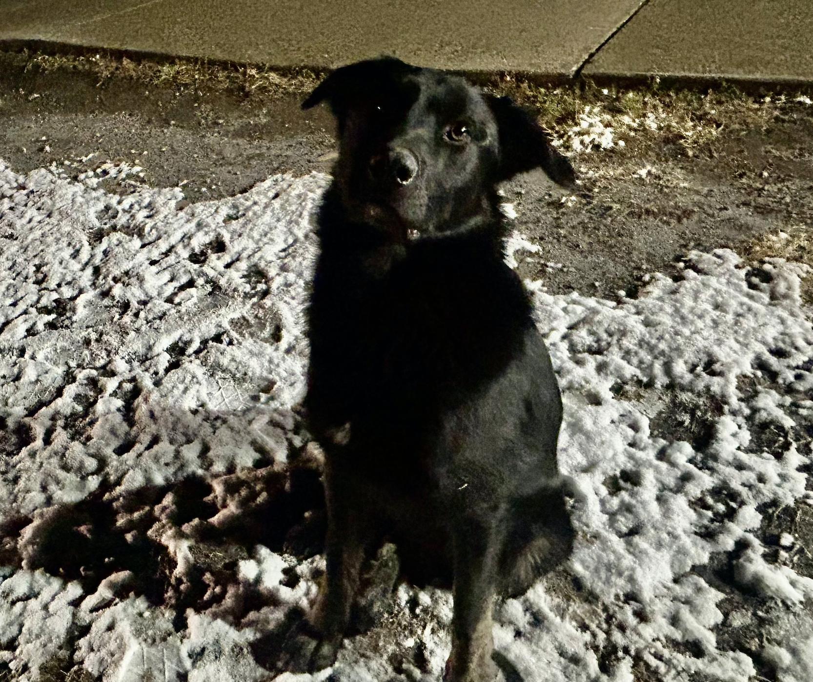 Austin, a Adoptable mixed breed in Calgary, AB image 4/6