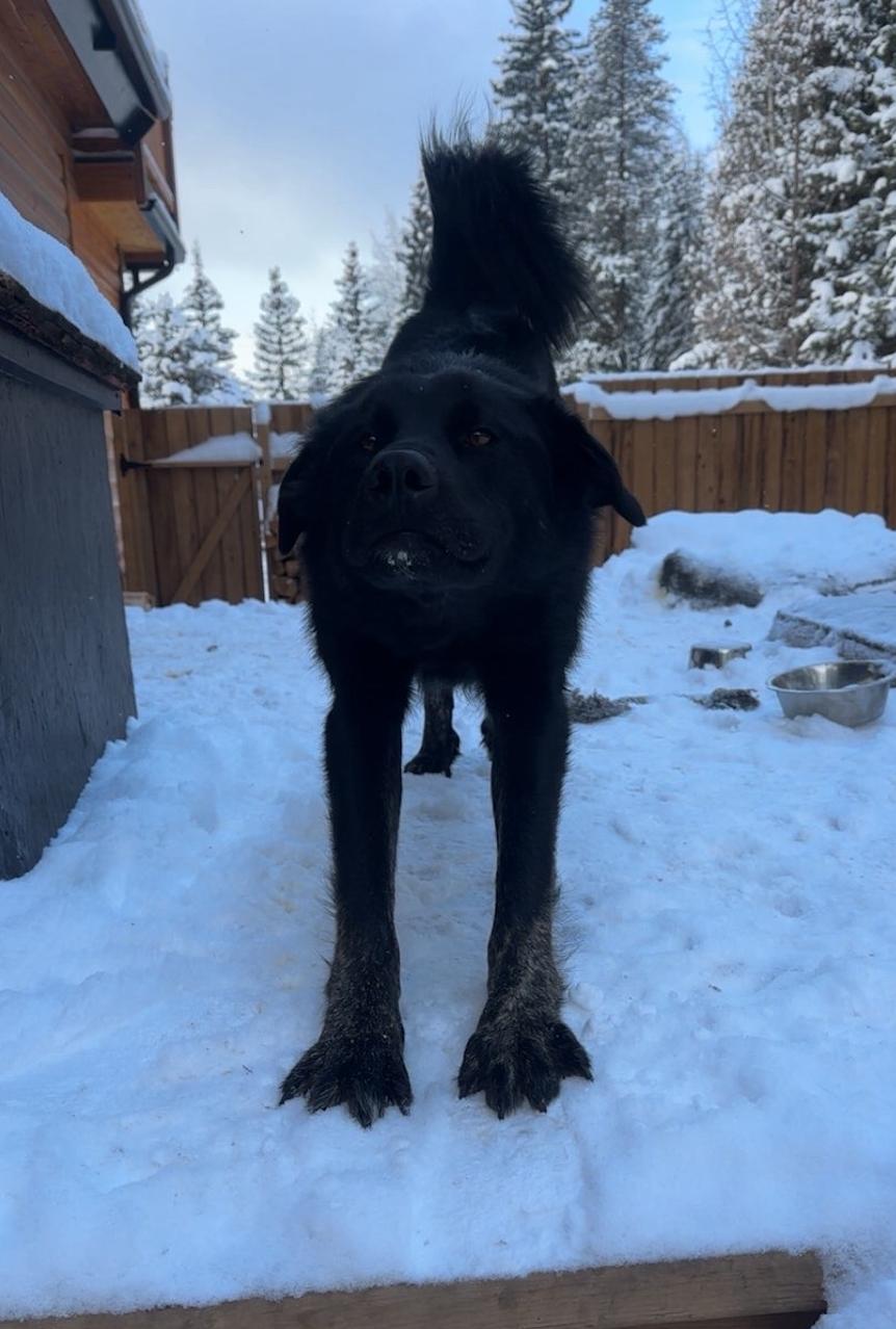 Austin, Adoptable, Adult Male Flat-Coated Retriever.