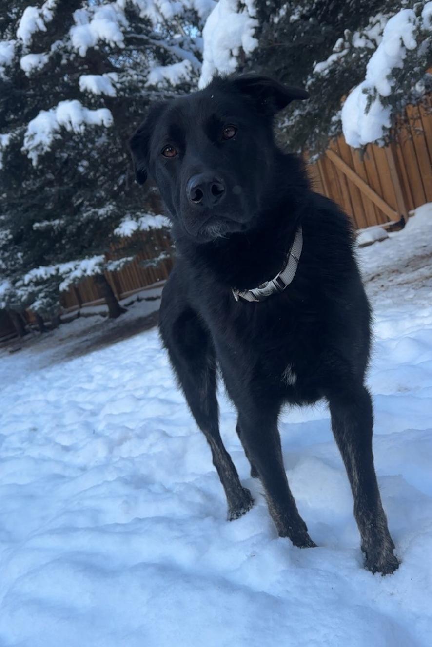 Austin, a Adoptable mixed breed in Calgary, AB image 6/6