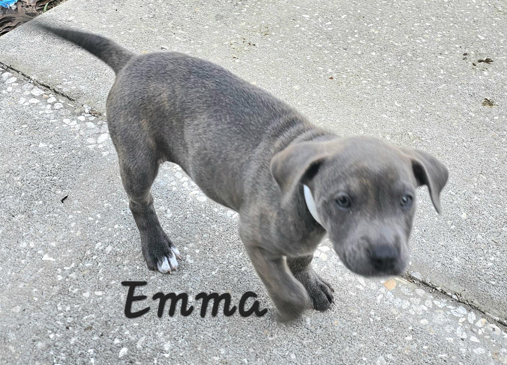 Emma, ADOPTABLE, Puppy Female Dachshund & English Pointer.
