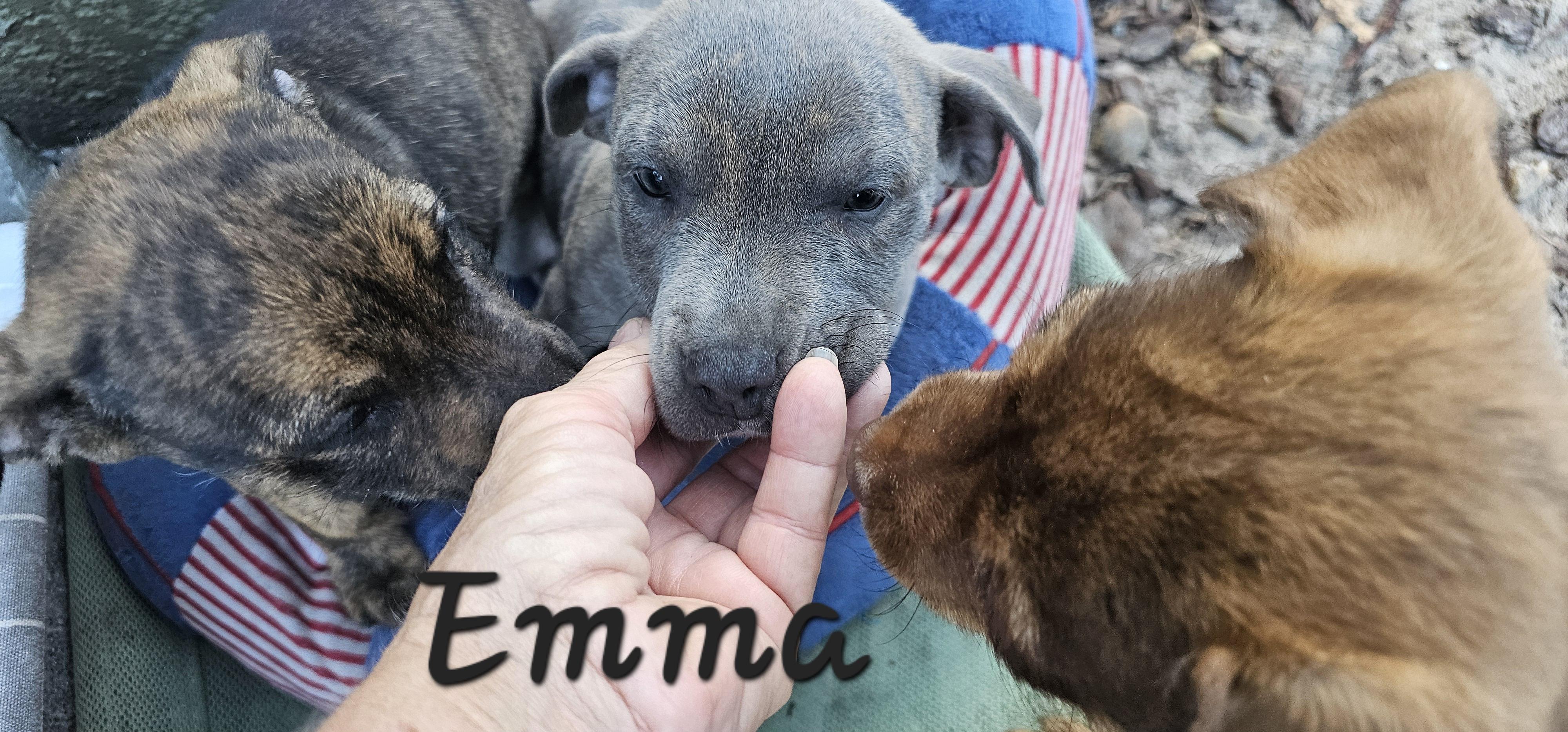 Emma, ADOPTABLE, Puppy Female Dachshund & English Pointer.