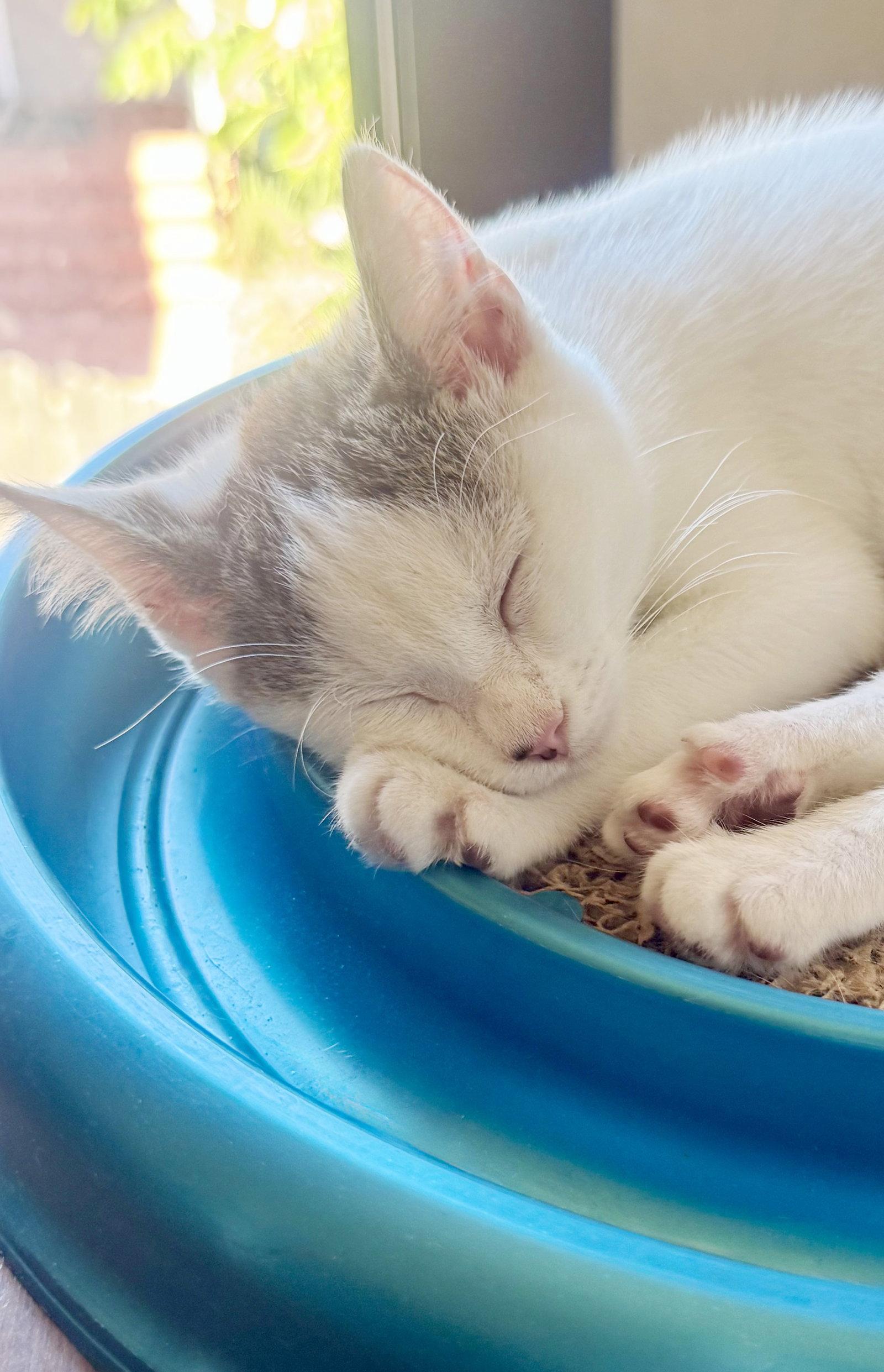 Enlarge Cupcake, a Adoptable mixed breed in Alameda, CA image 1/3