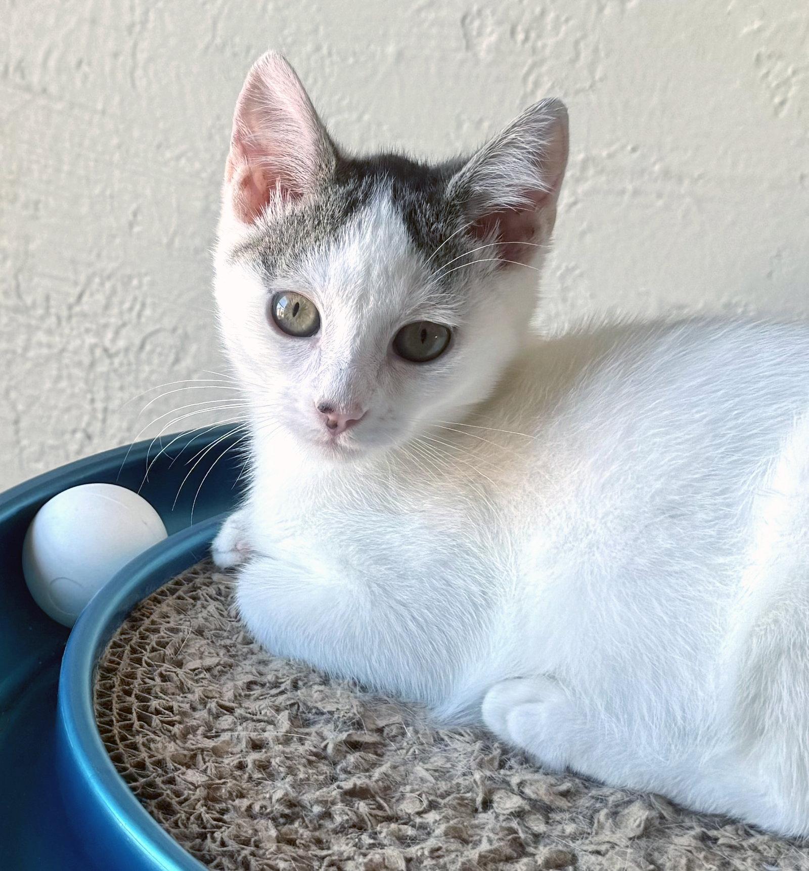 Enlarge Cupcake, a Adoptable mixed breed in Alameda, CA image 2/3