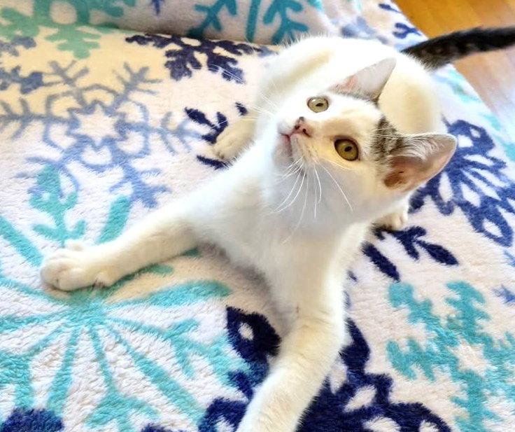 Enlarge Cupcake, a Adoptable mixed breed in Alameda, CA image 3/3