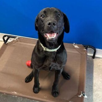PEARL, adopted, Young Female Mixed Breed.