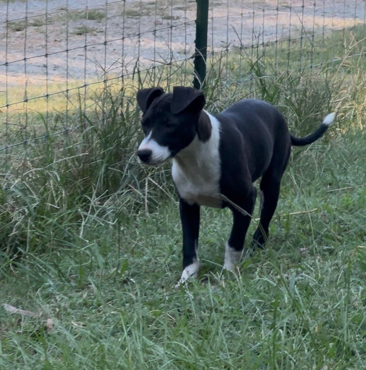 Enlarge RUDY, a Adoptable mixed breed in Byhalia, MS image 4/4
