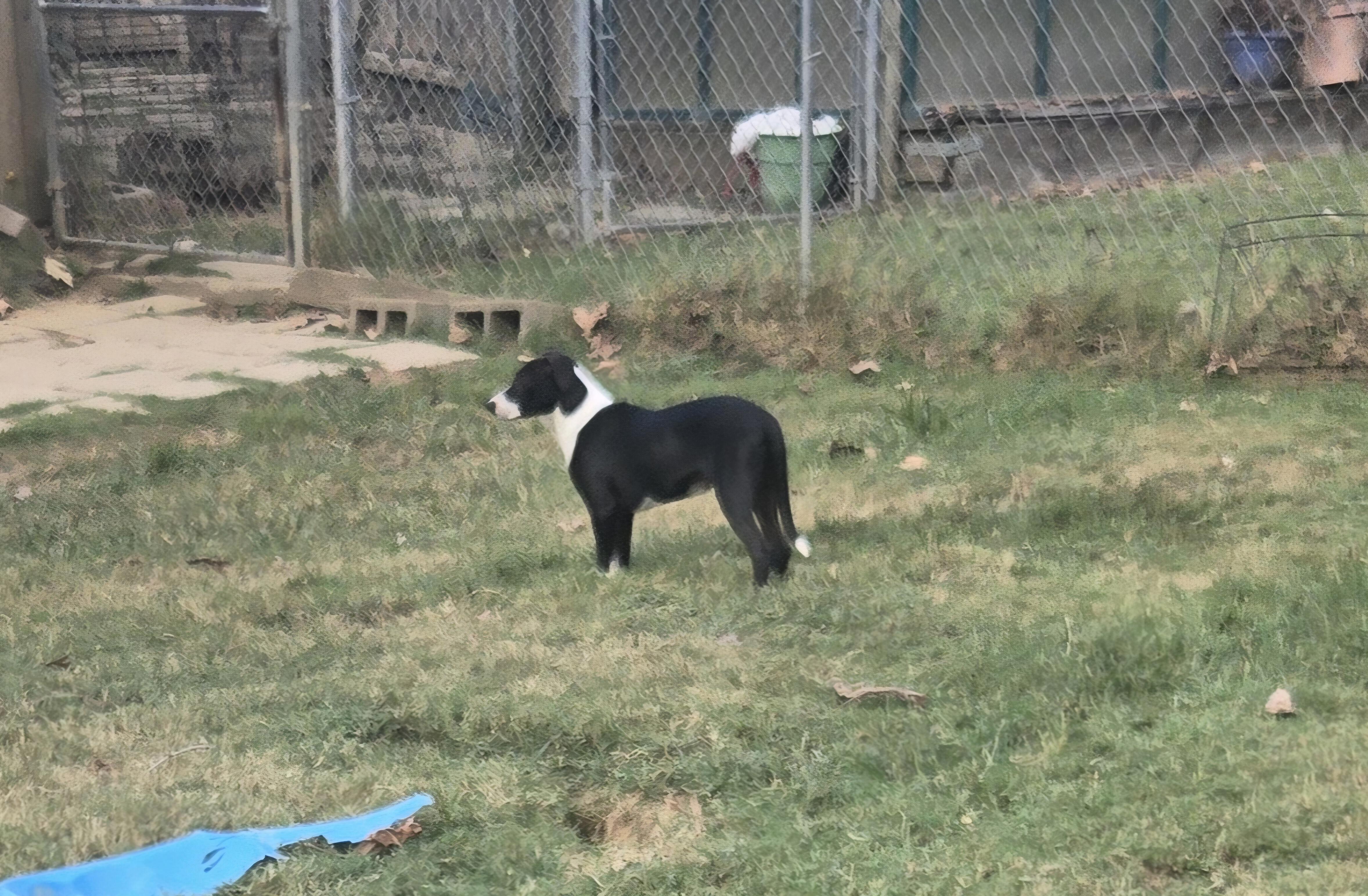Enlarge RUDY, a Adoptable mixed breed in Byhalia, MS image 2/4