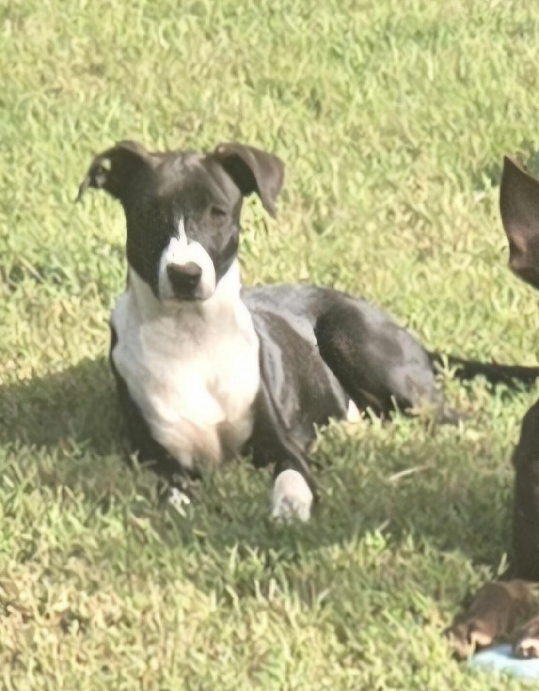 Enlarge RUDY, a Adoptable mixed breed in Byhalia, MS image 3/4