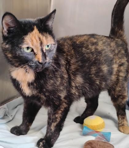 Biskie, Adoptable, Adult Female Domestic Short Hair & Domestic Short Hair.