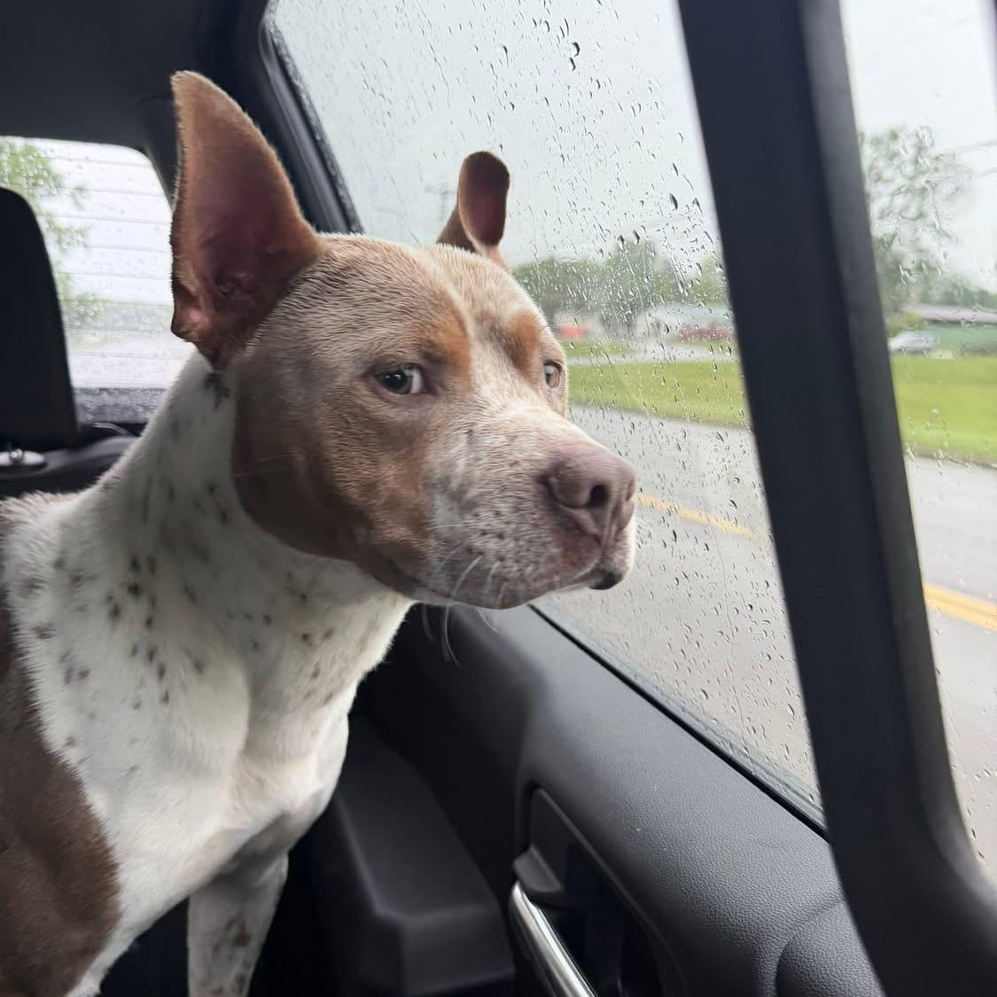 Mr. Bunnykins, ADOPTABLE, Adult Male American Staffordshire Terrier.