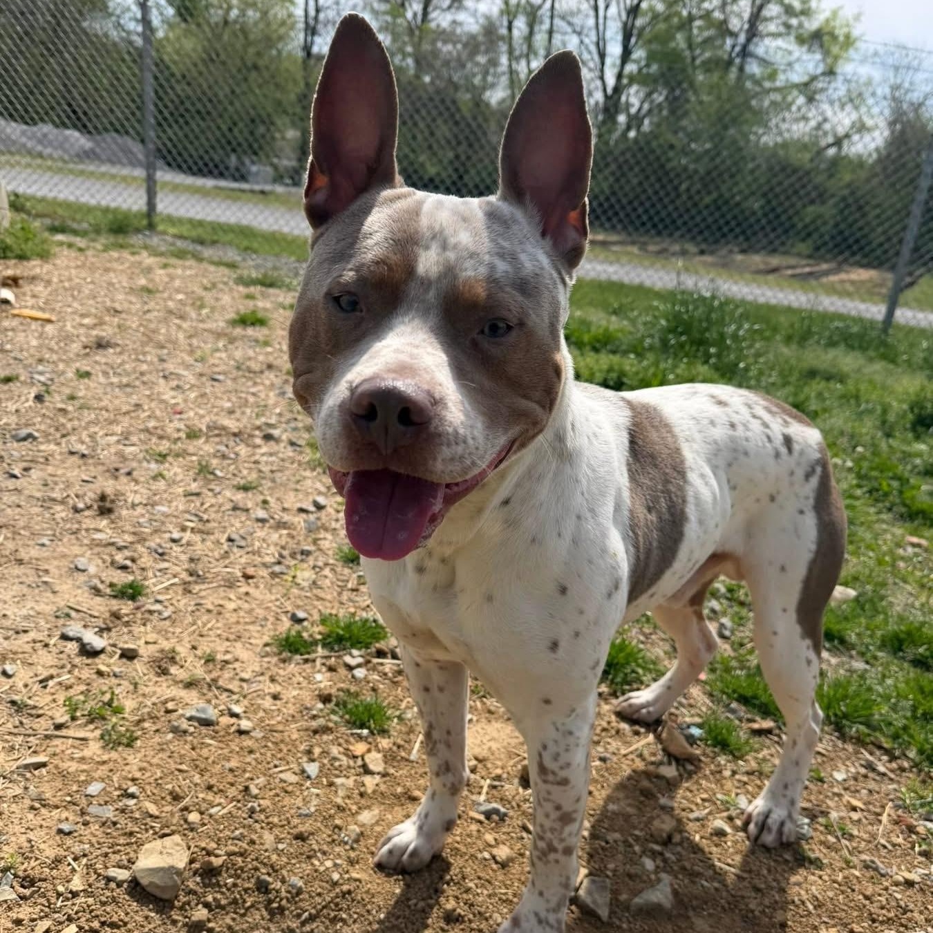 Enlarge Mr. Bunnykins, a ADOPTABLE mixed breed in Tullahoma, TN image 2/3