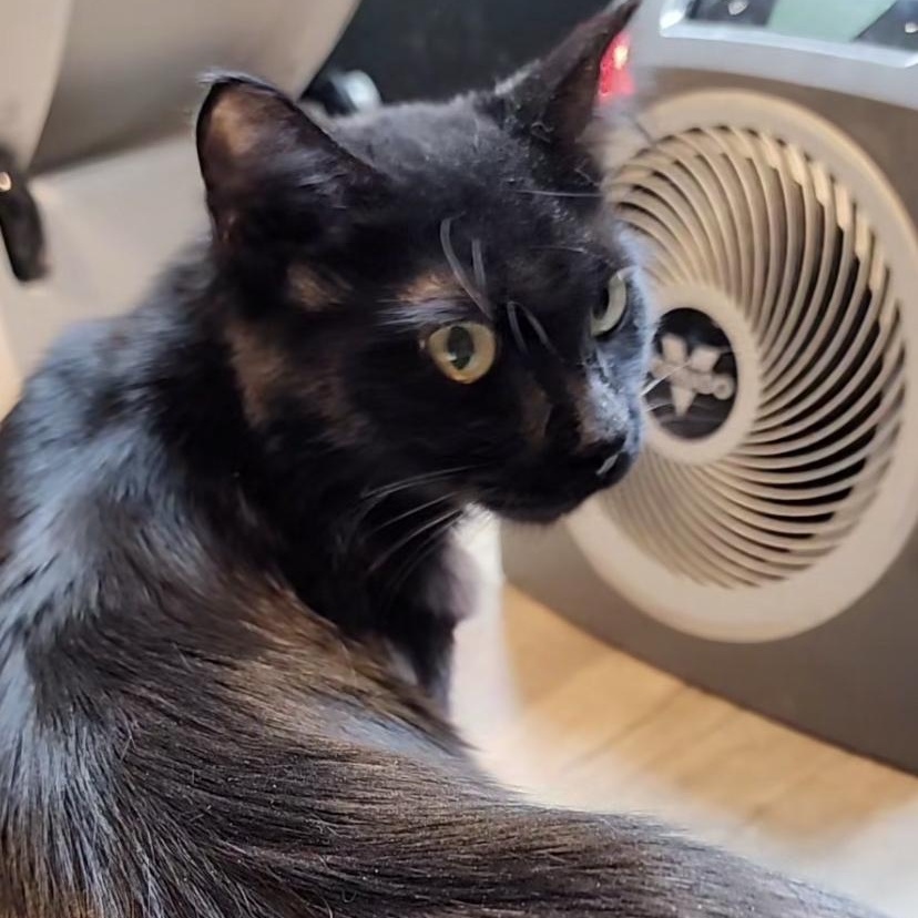 Iris, an adoptable Domestic Long Hair in Lacey, WA image 1/2