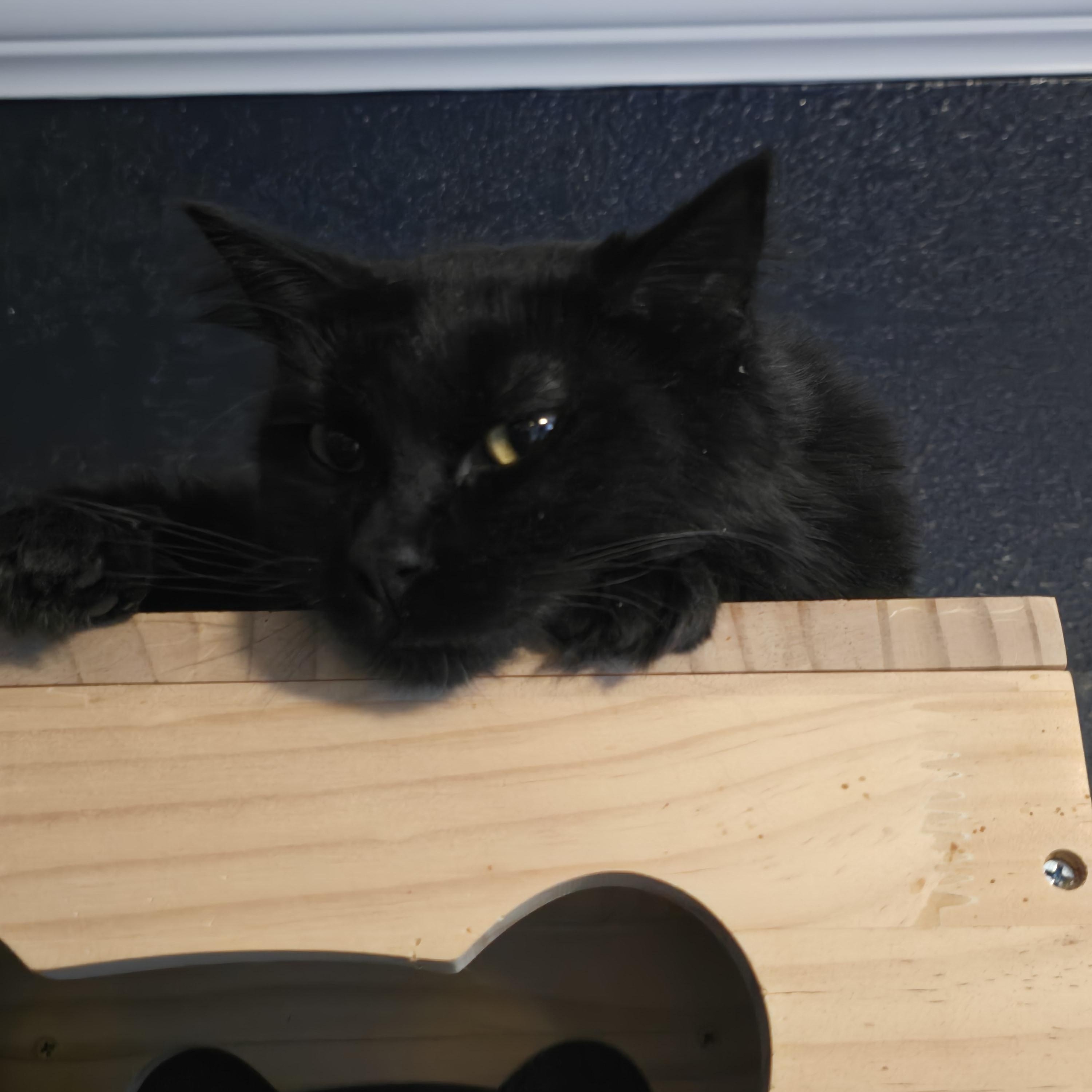 Enlarge Iris, an adoptable Domestic Long Hair in Lacey, WA image 2/2