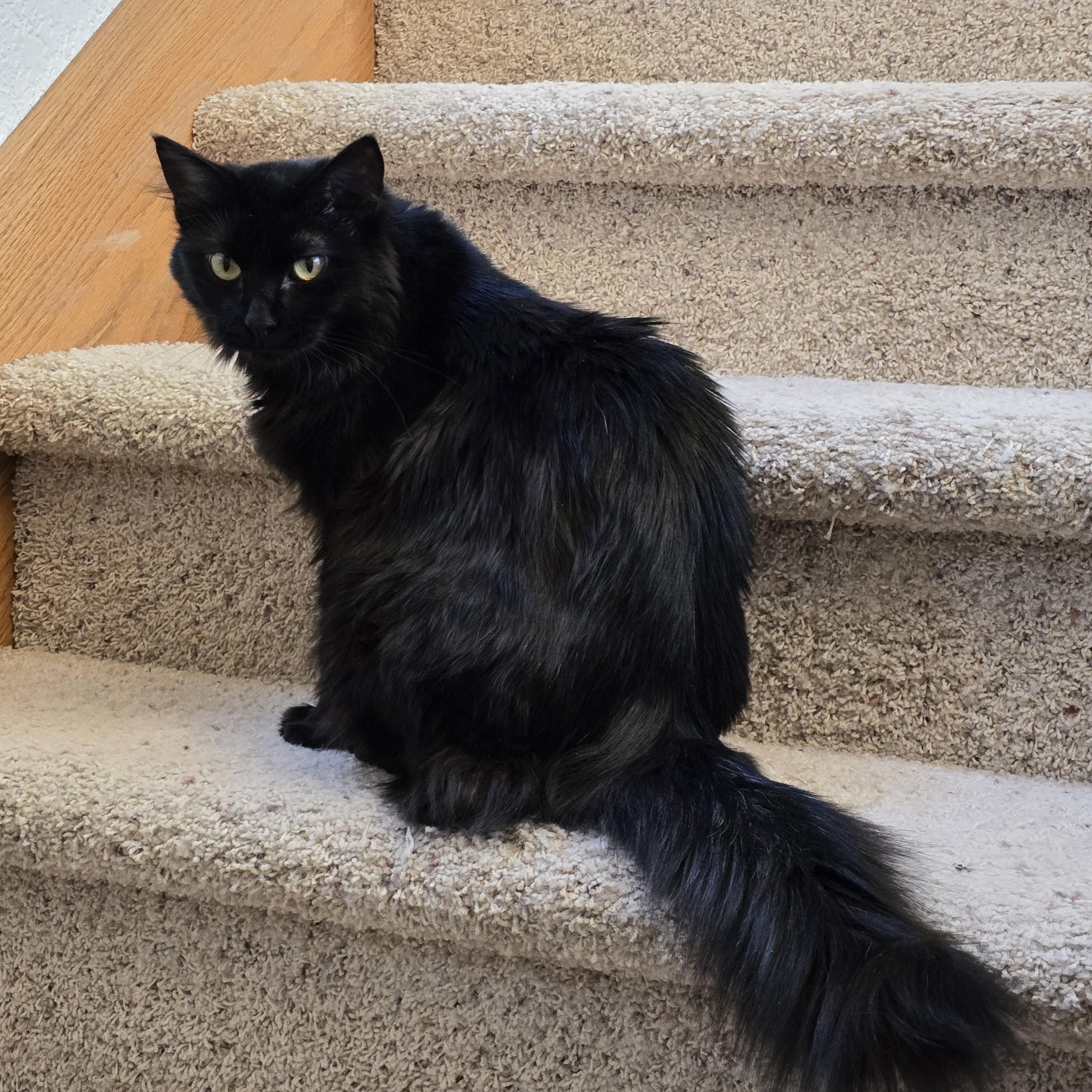 Iris, adoptable, Young Female Domestic Long Hair.