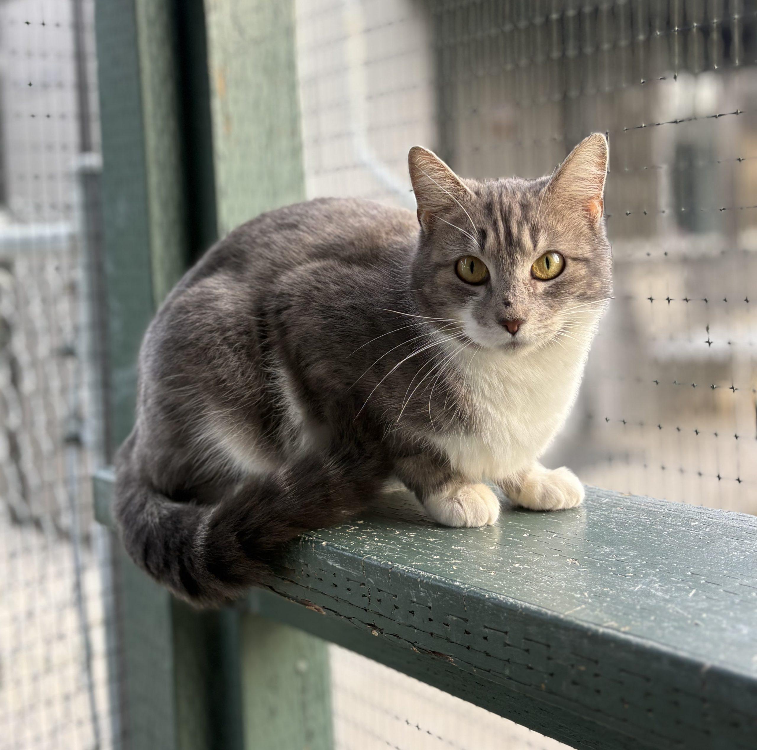 Miffy, Adoptable, Young Female Domestic Short Hair.