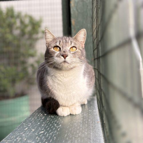 Miffy, Adoptable, Young Female Domestic Short Hair.