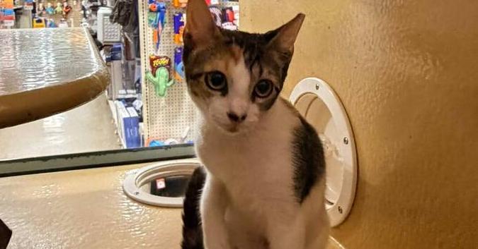 Enlarge Caliope, a Adoptable Domestic Short Hair in Naranjito, PR image 1/1