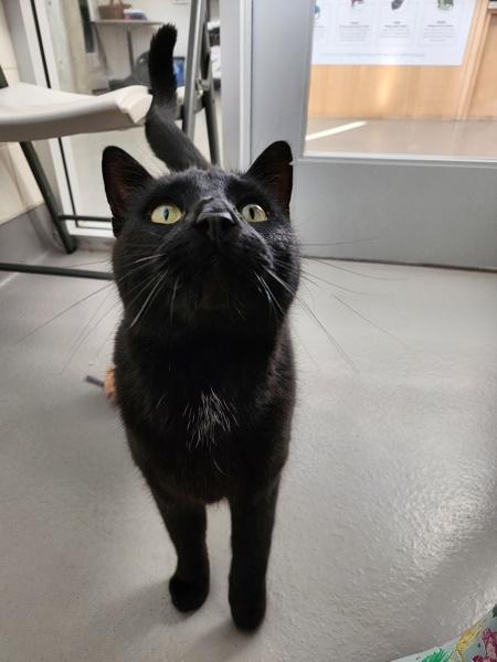 Bagheera, Adoptable, Adult Male Domestic Short Hair.