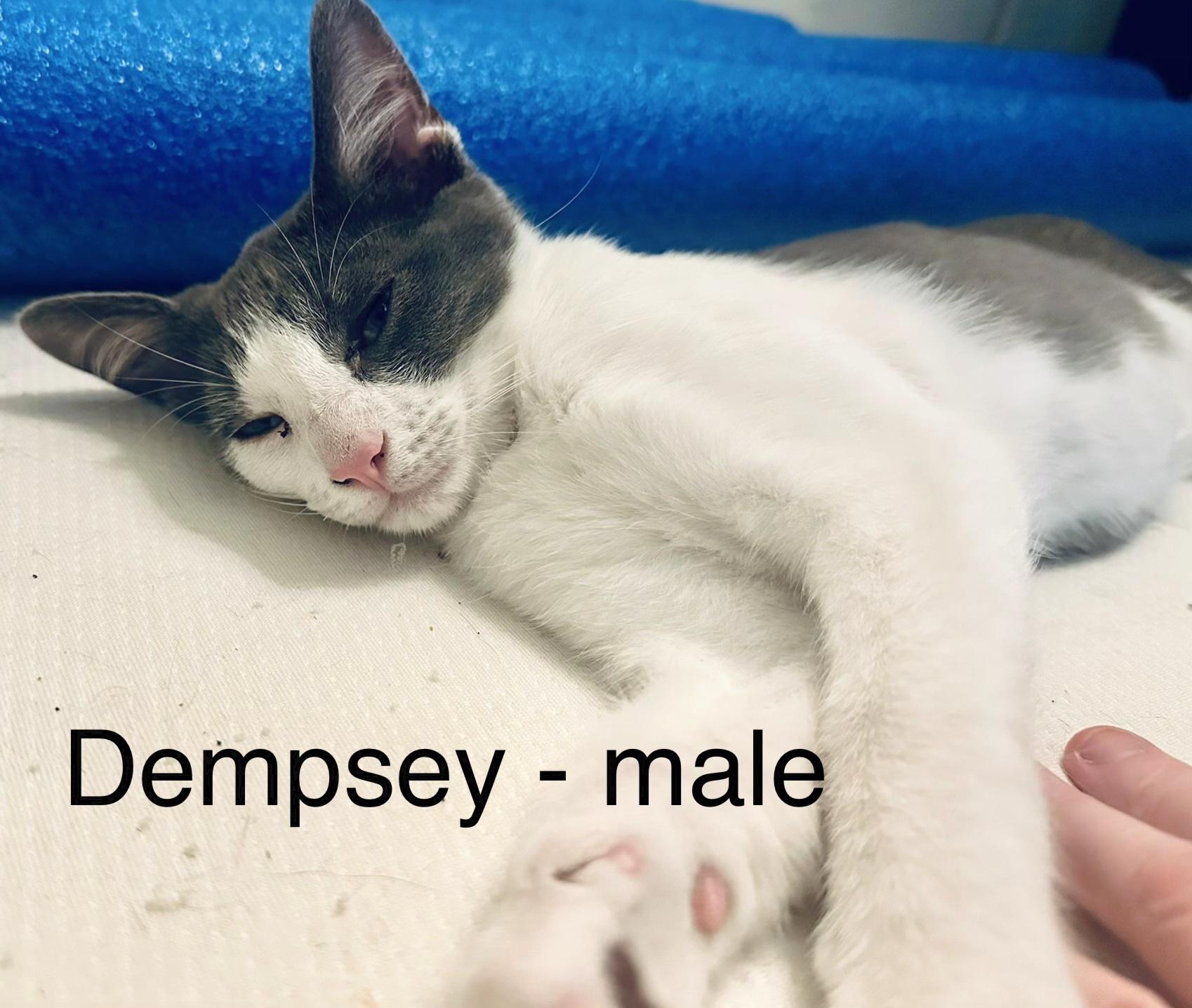 Dempsey, Adoptable, Kitten Male Domestic Short Hair.