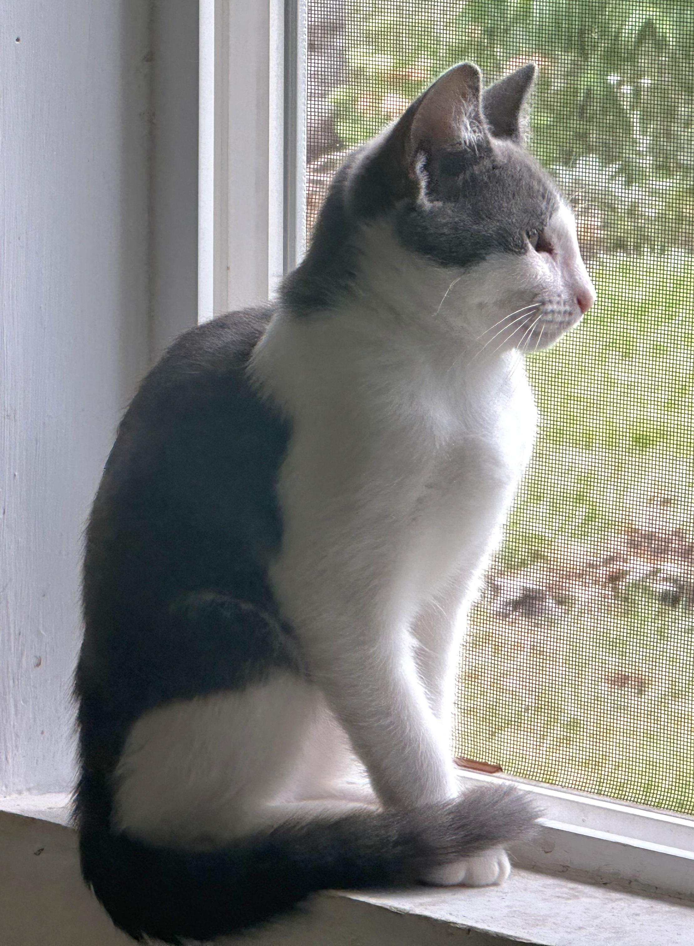 Dempsey, a Adoptable Domestic Short Hair in Springfield, OR image 2/6