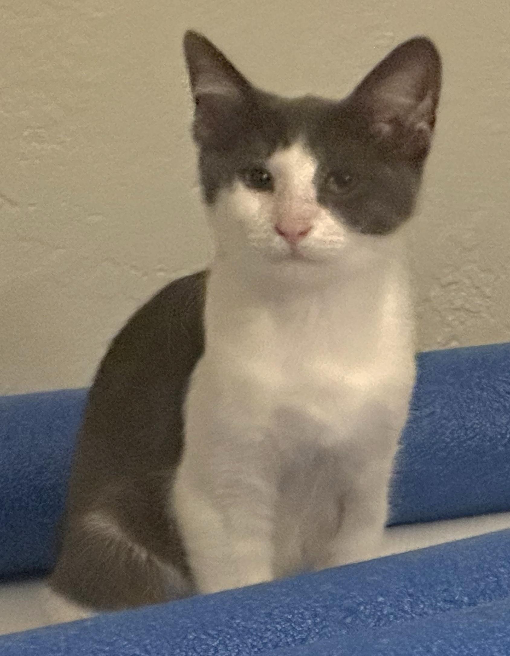 Dempsey, a Adoptable Domestic Short Hair in Springfield, OR image 4/6