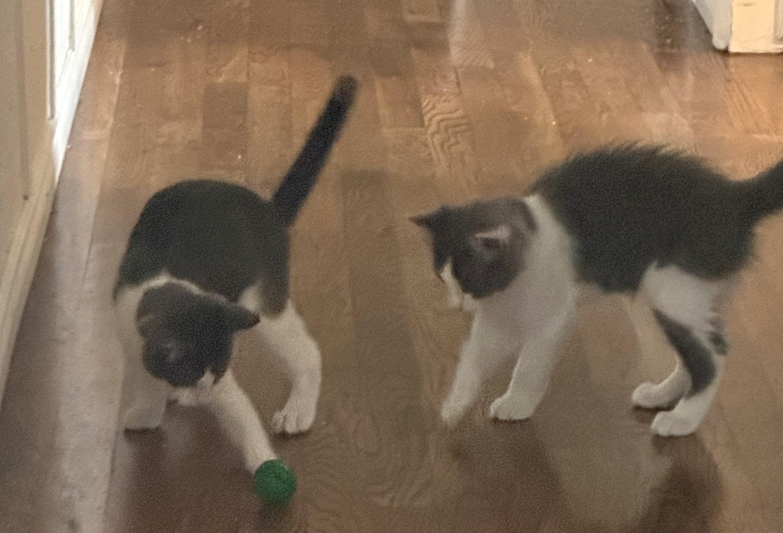Dempsey, a Adoptable Domestic Short Hair in Springfield, OR image 6/6