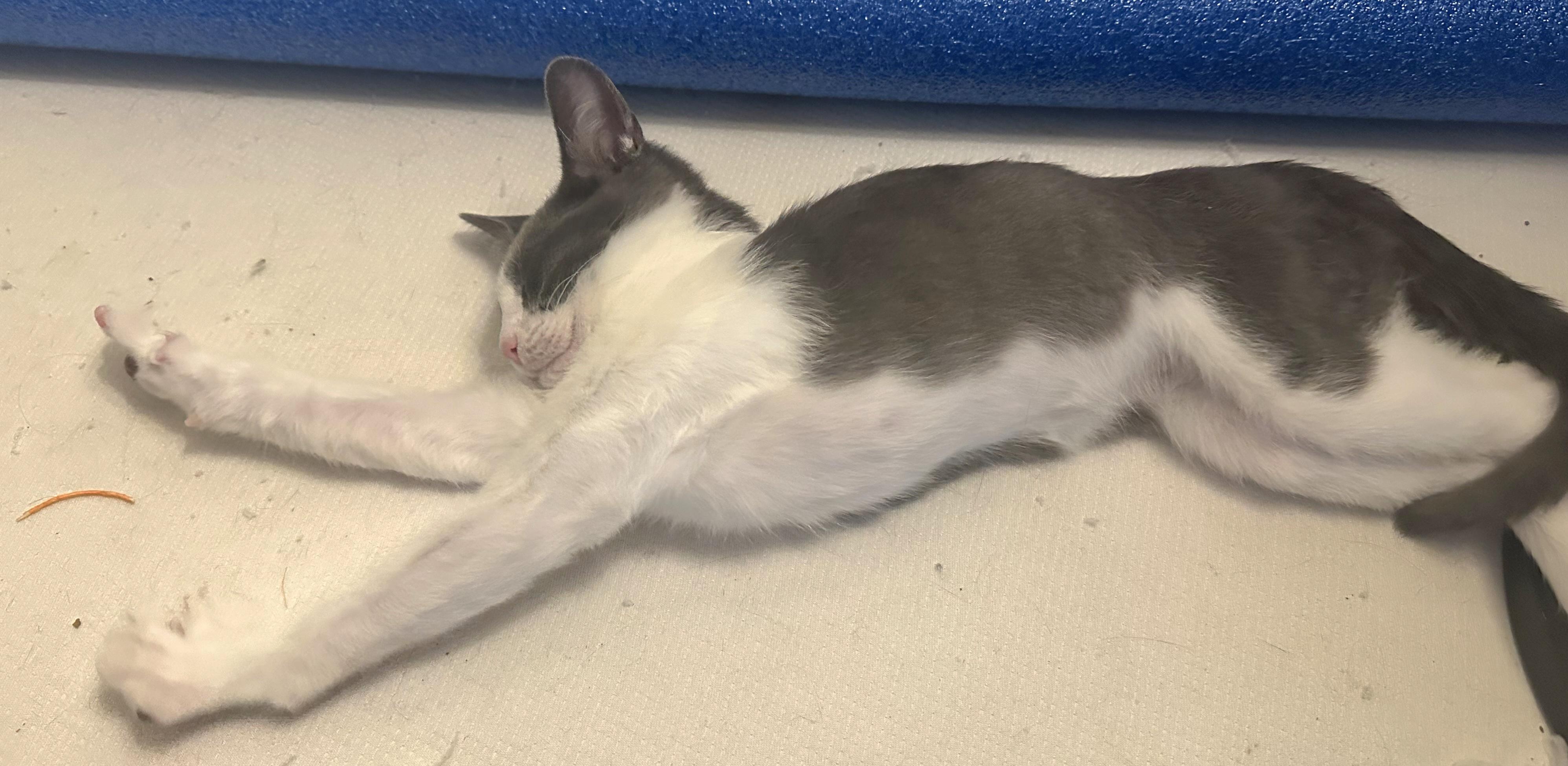 Dempsey, a Adoptable Domestic Short Hair in Springfield, OR image 3/6