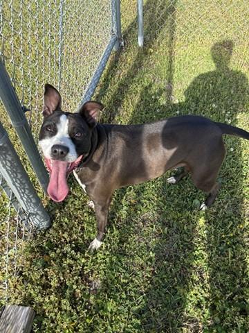 Enlarge ANGEL, a Adoptable Pit Bull Terrier in Panama City, FL image 1/1