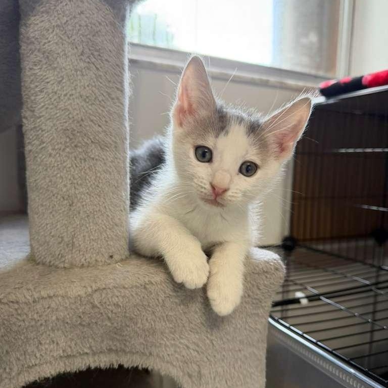 Storm, adoptable, Kitten Male Domestic Short Hair.