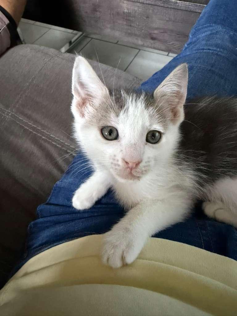 Storm, an adoptable Domestic Short Hair in Sunrise, FL image 2/2